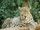 Persian Leopard
