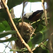 Nest.jpg (29 KB) Adult with nest