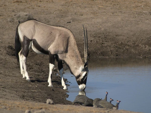 A drinking gemsbok with a group of helmeted guineafowl in the foreground