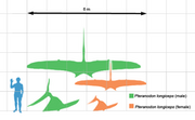 220px-Pteranodon scale