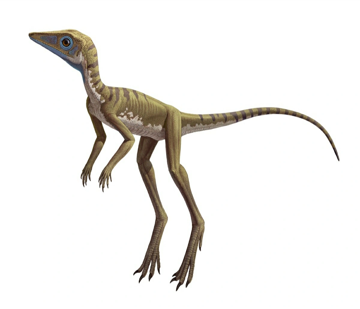 Scleromochlus Animal Database Fandom