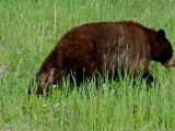 Grizzly bear-black bear hybrid