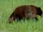 Grizzly bear-black bear hybrid