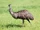 Emu