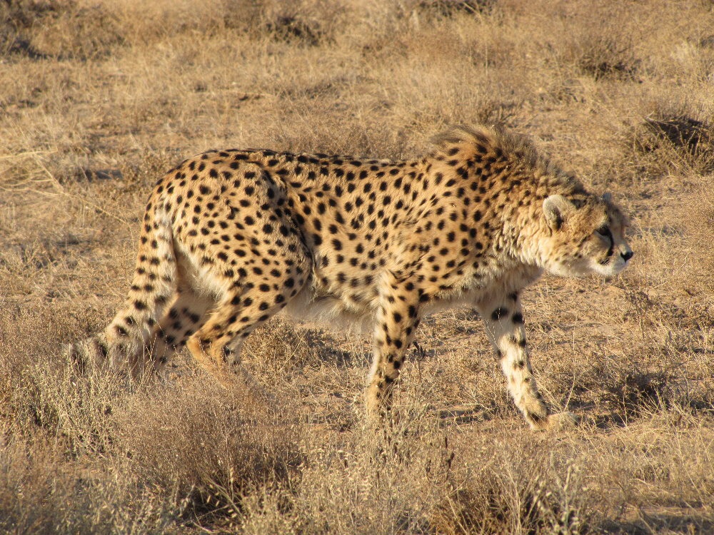 asiatic cheetah map