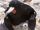 Ascension Frigatebird