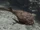 Bothriolepis