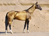 Akhal-teke
