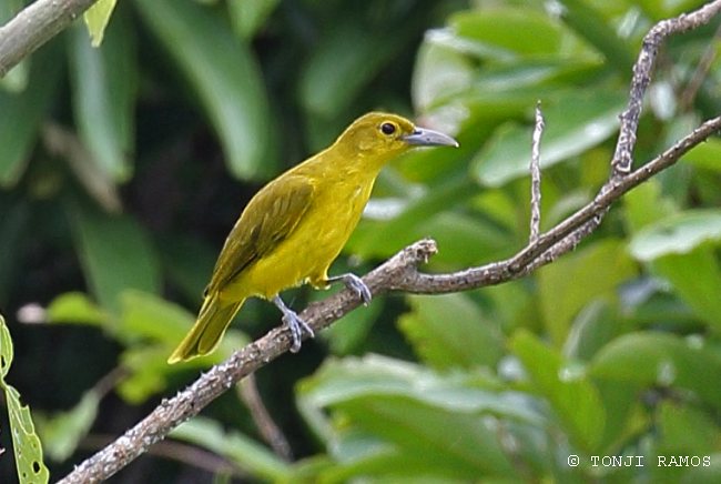 Oriolus Isabellae オリオラス イザベラ 2pin Oriolus、開発に7年をかけたシングルダイナミック型イヤホン