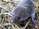 Japanese Grass Vole