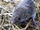 Japanese Grass Vole
