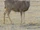 Mule Deer
