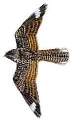 05 34 073 Caprimulgus tristigma flying m