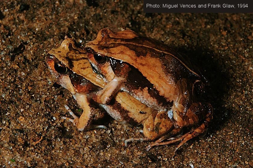 Scaphiophryne calcarata Animal Database Fandom