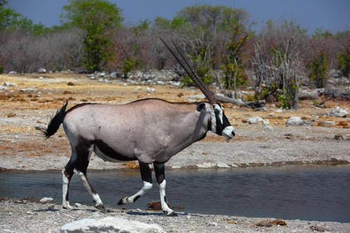 Gemsbok, male (Oryx gazella) and its surrounding in Etosha National Park, Namibia