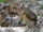 Chestnut-necklaced Partridge