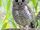 White-browed Hawk-owl