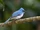 White-tailed Blue Flycatcher