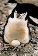 Chinstrap Penguin with egg