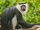 Ursine Colobus