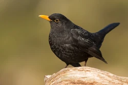 Common Blackbird