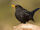 Common Blackbird