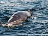 Common Minke Whale
