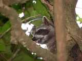 Crab-Eating Raccoon