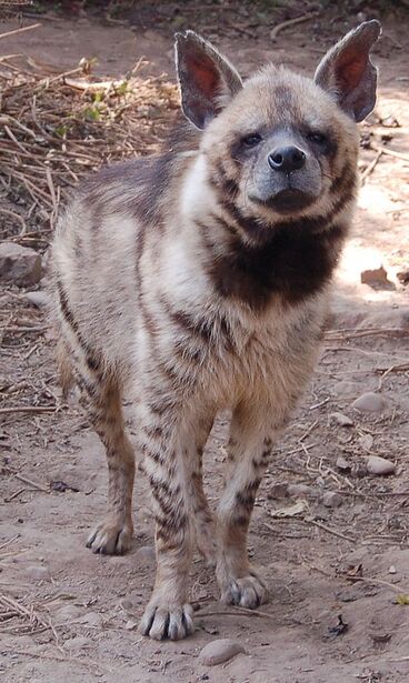 Striped Hyena | Animal Database | Fandom Striped Hyena | Animal Database | Fandom