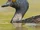 Least Grebe