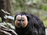 White-faced Saki