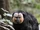White-faced Saki