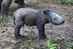 Sumatran rhino baby afp