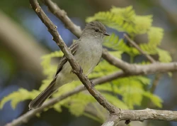 Amazonian-Scrub-Flycatcher-Dusan-Brinkhuizen-IBC1