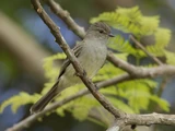 Amazonian Scrub Flycatcher