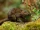 Mountain Treeshrew