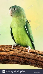 Grey-headed-lovebird-or-madagascar-lovebird-agapornis-cana-AYRKBW