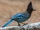 Steller's Jay