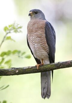 Levant Sparrowhawk | Animal Database | Fandom