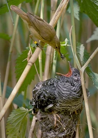 A  is raising a common cuckoo.