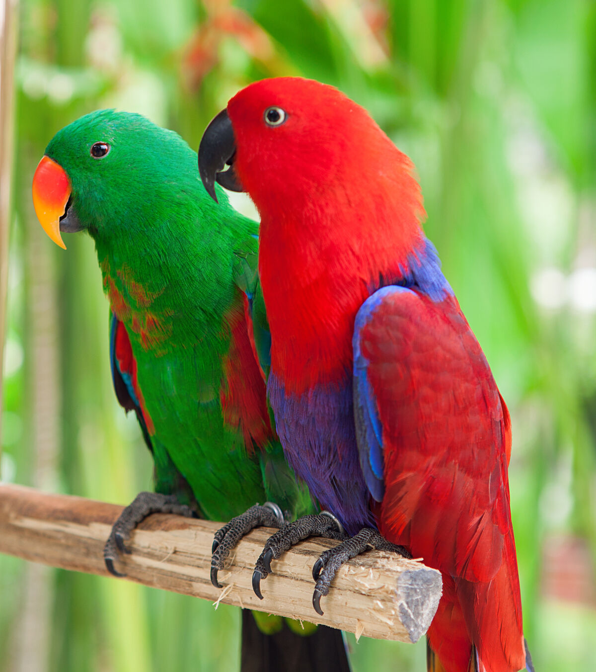 Eclectus Parrot Animal Database Fandom