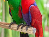 Eclectus Parrot