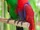 Eclectus Parrot