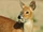 Chinese Water Deer