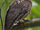 Cebu Hawk-owl
