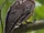 Cebu Hawk-owl