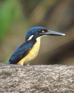 Bismarck Kingfisher | Animal Database | Fandom