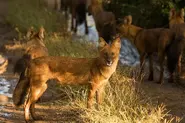 Dhole16.webp (147 KB)