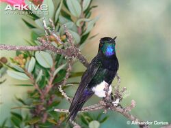 Gorgeted-puffleg-showing-wings