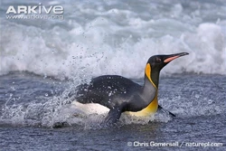 King Penguin